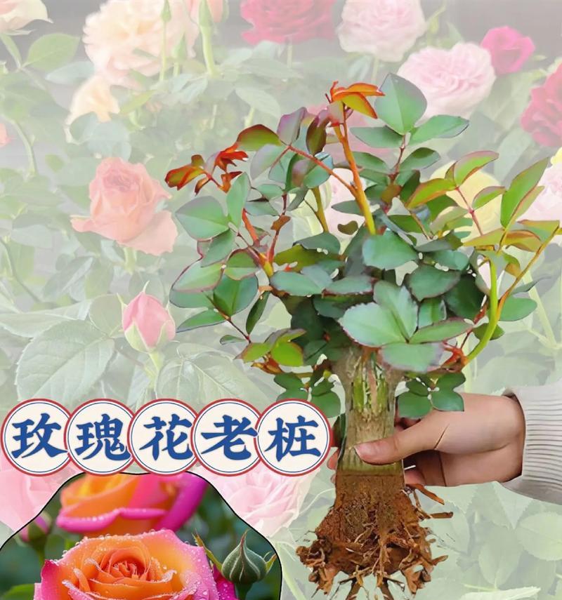 玫瑰花老桩盆栽种植技巧是什么？