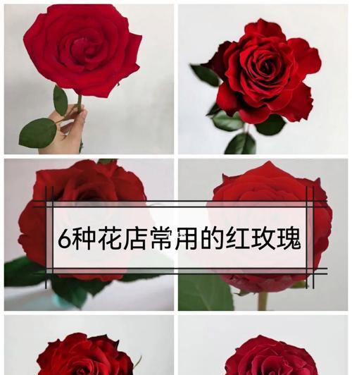 玫瑰花有哪些常见品种？如何区分不同的玫瑰花品种？