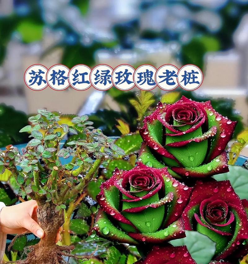 真红玫瑰花保留花蕊的方法是什么？