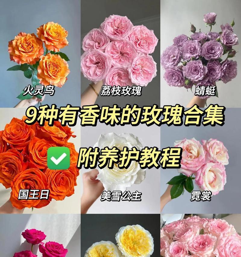 哪种玫瑰花品种最适合温暖环境？