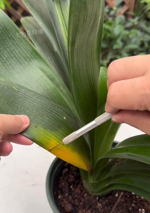 夏季君子兰黄叶烂叶问题探究