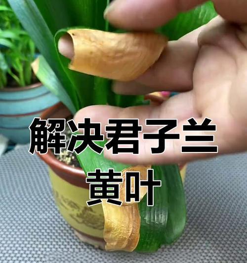 夏季君子兰黄叶烂叶问题探究