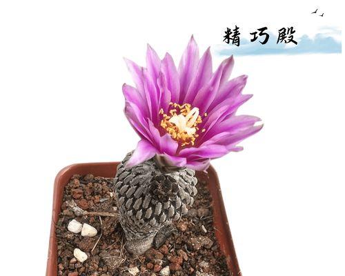 仙人球白球红花的养护技巧，让您的室内花园绚烂多彩！