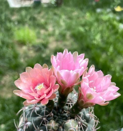 仙人球连续开花的原因是什么？