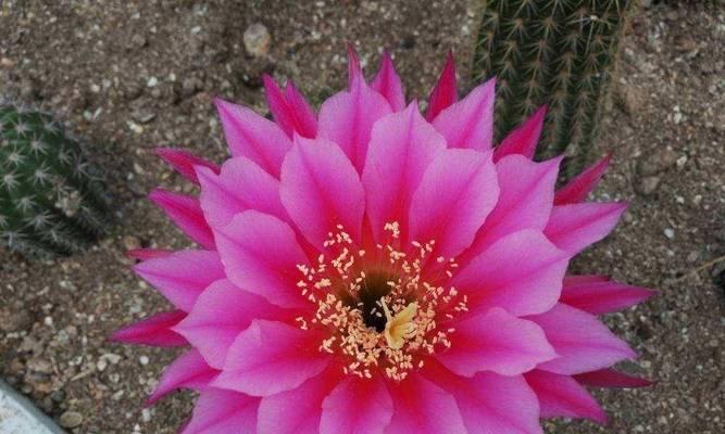 仙人球连续开花的原因是什么？