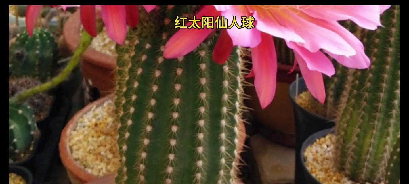 哪些品种的仙人球怕晒太阳？如何进行适当养护？