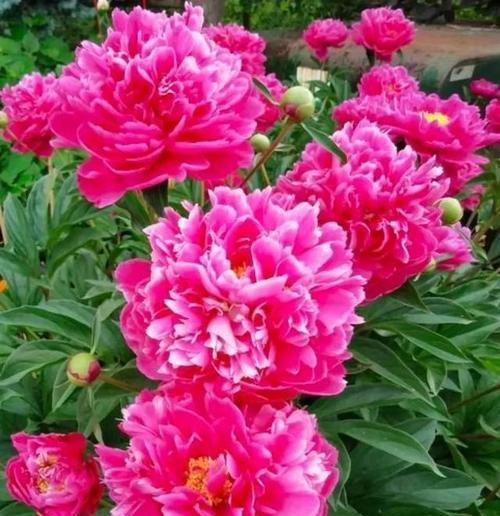 牡丹花的土壤选择和种植方法是什么？