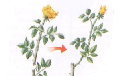 修剪玫瑰花后消毒正确方法与必备药水指南