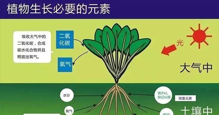 君子兰施肥的正确肥料选择与使用时机