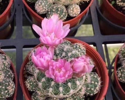 养护小棵开花仙人球：专家指南与常见问题解答