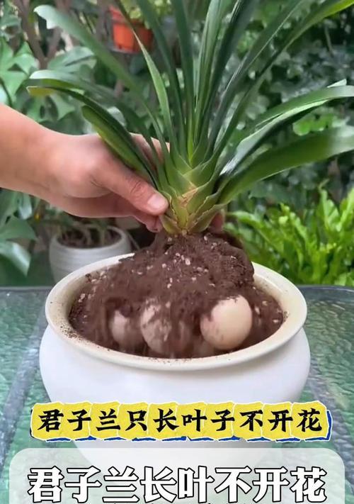 君子兰小苗生长叶子的时间周期是？
