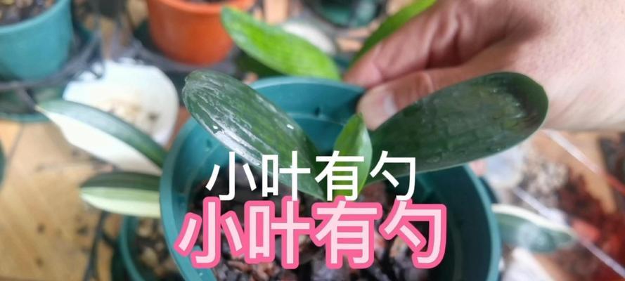 君子兰小苗生长叶子的时间周期是？