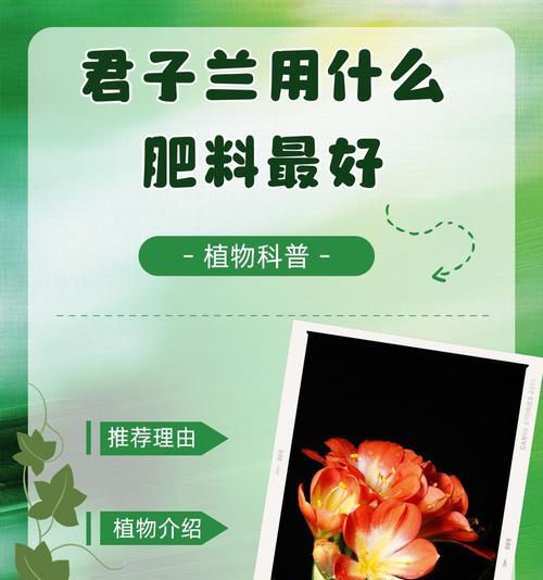 君子兰小苗生长叶子的时间周期是？