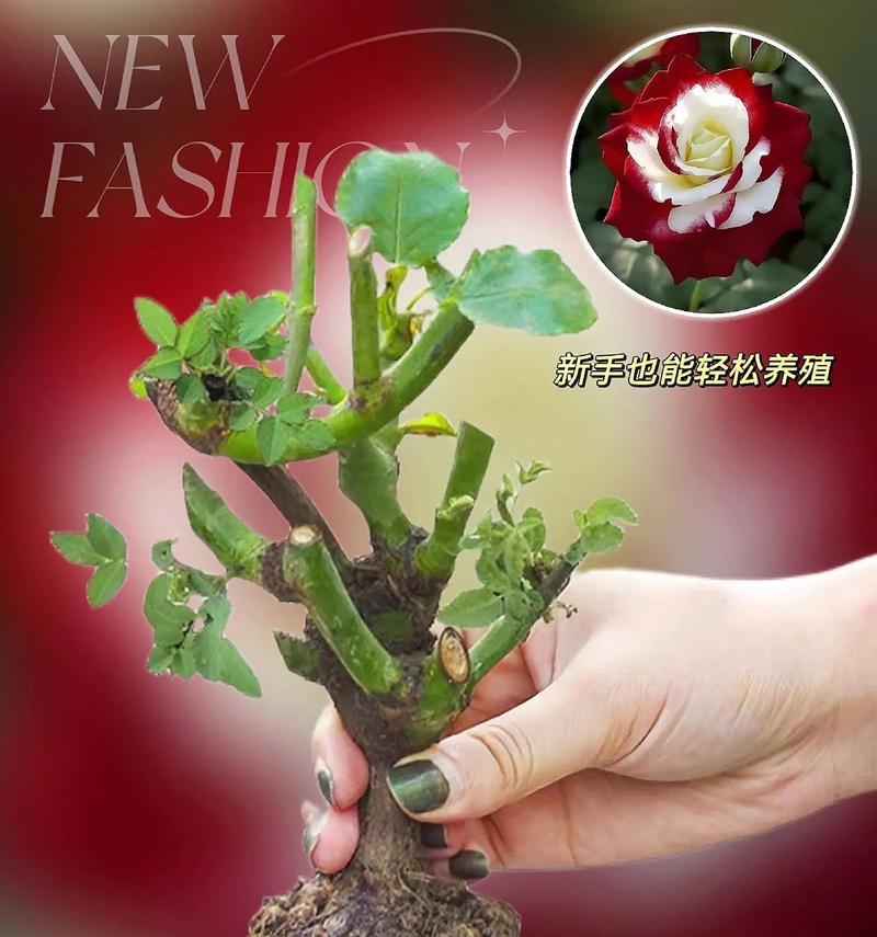 杯子种植玫瑰花：一花一世界，一器一菩提