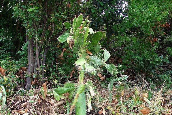 仙人掌种植根系生长缓慢是什么原因？如何促进根系生长？