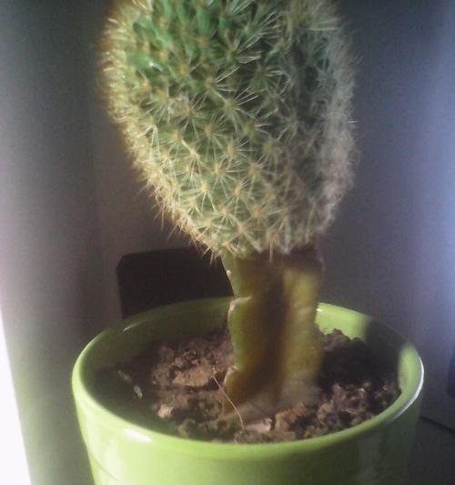 仙人掌种植根系生长缓慢是什么原因？如何促进根系生长？