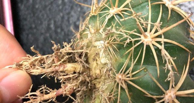 仙人掌种植根系生长缓慢是什么原因？如何促进根系生长？