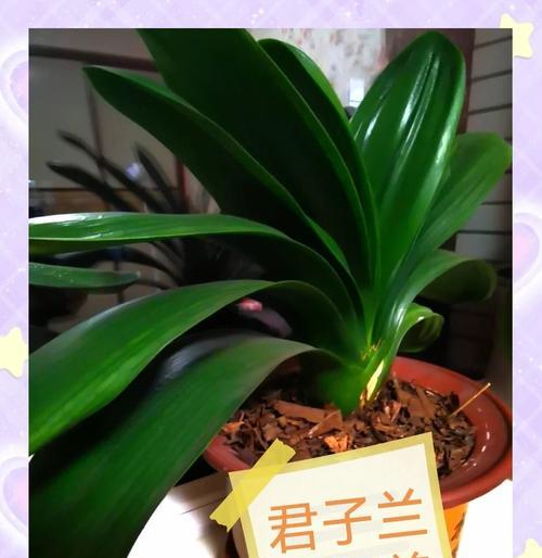 君子兰新芽埋土里的正确处理方法是什么？
