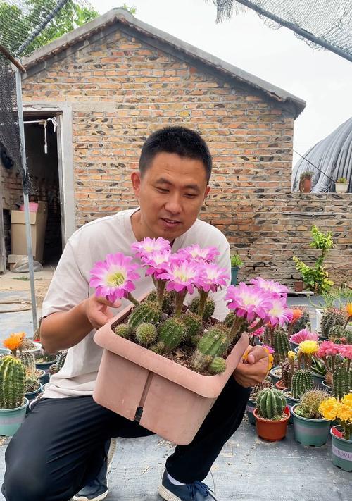 仙人球再次开花的原因与促进方法