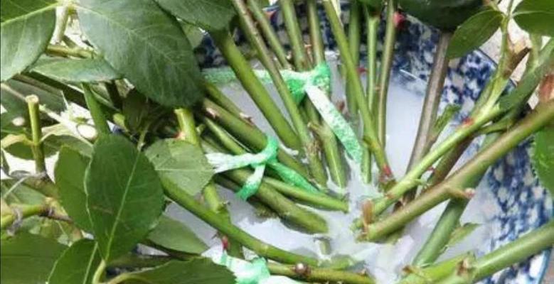 生根粉如何正确使用于仙人掌花？
