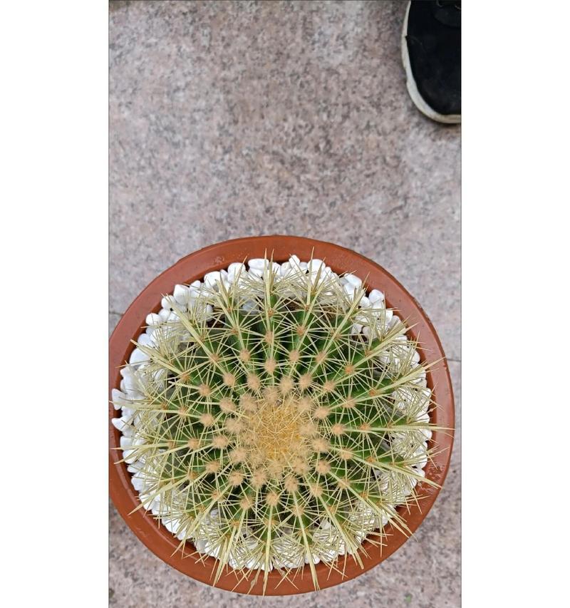 带刺名贵仙人球的学名是什么？