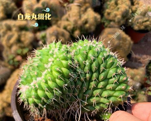 带刺名贵仙人球的学名是什么？