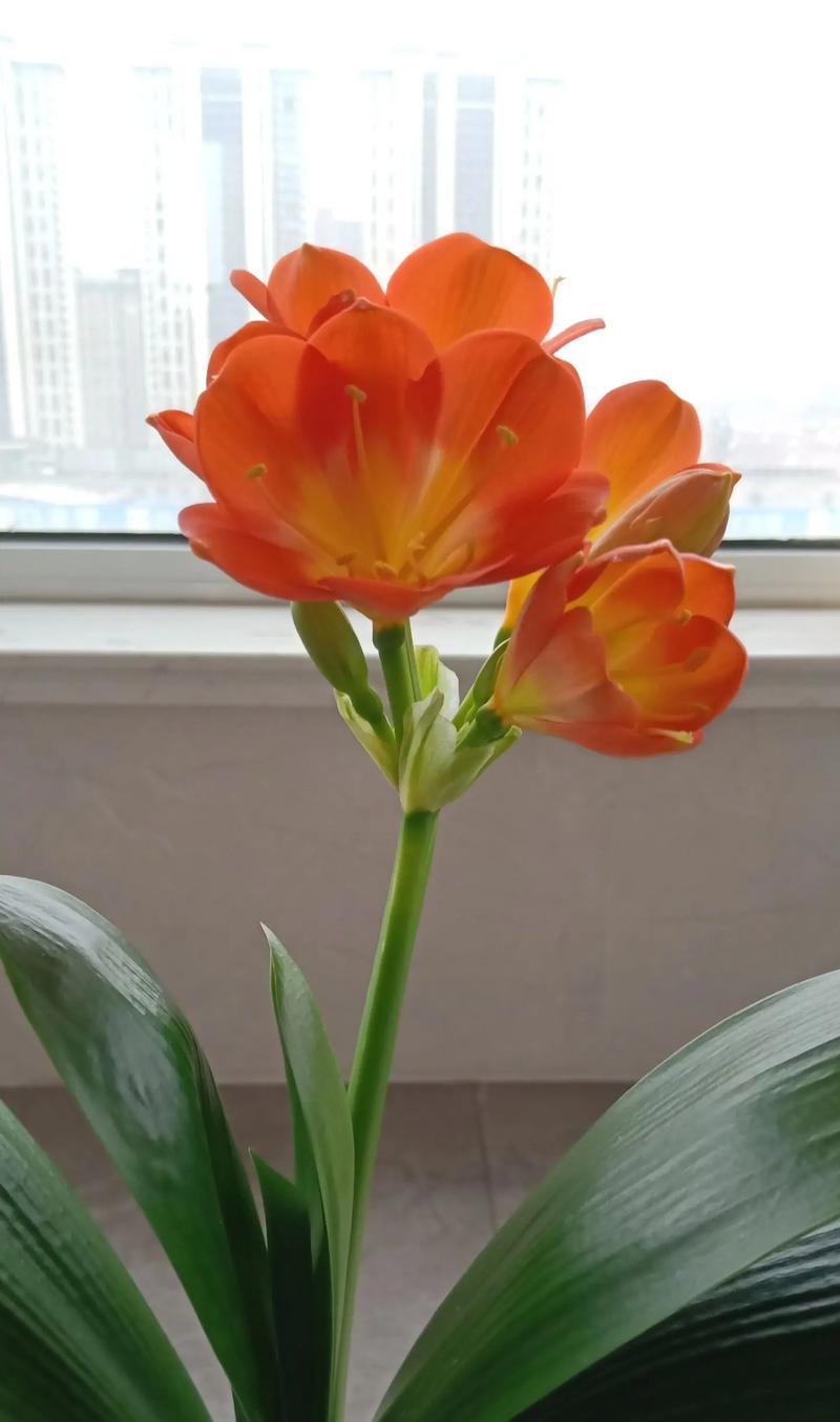 君子兰十六年才开花的原因是什么？