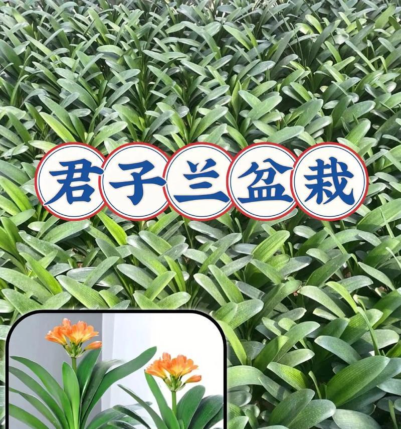 如何选购已经开花的君子兰？