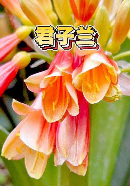 如何选购已经开花的君子兰？