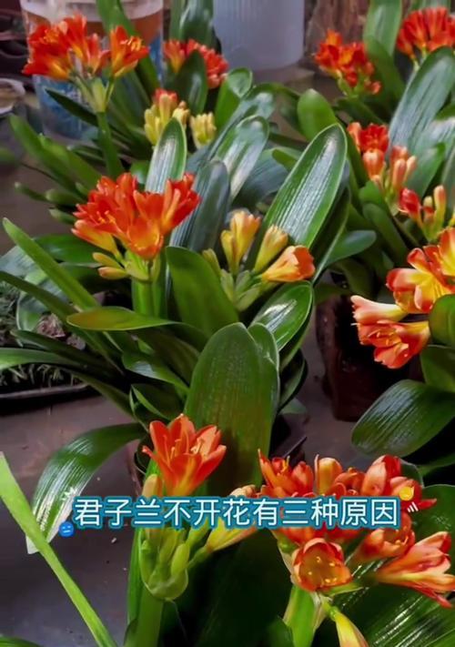 如何选购已经开花的君子兰？