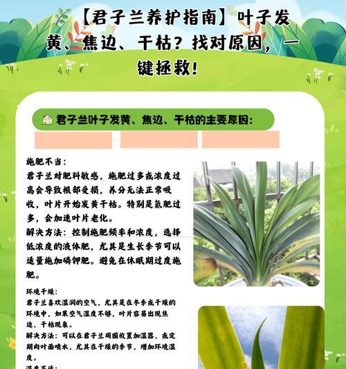 君子兰叶子中间发白点的原因及处理方法