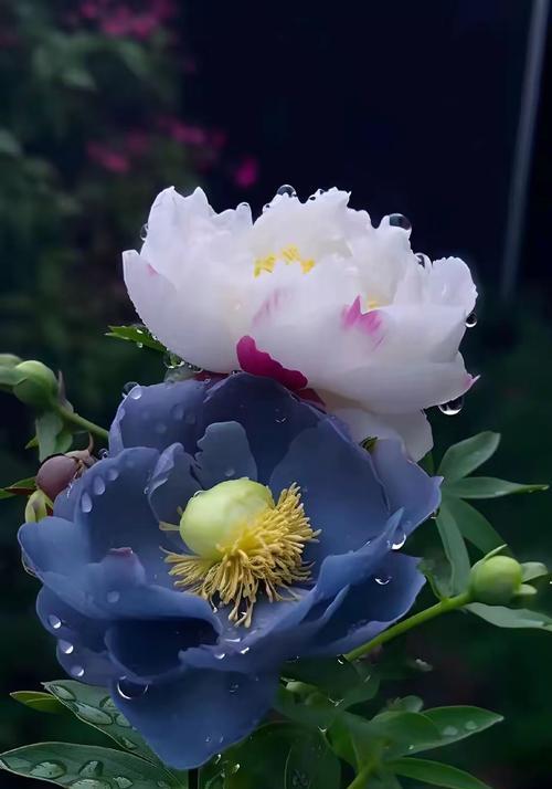 哪种牡丹花品种最为唯美鲜艳？唯美鲜艳牡丹花的特点是什么？