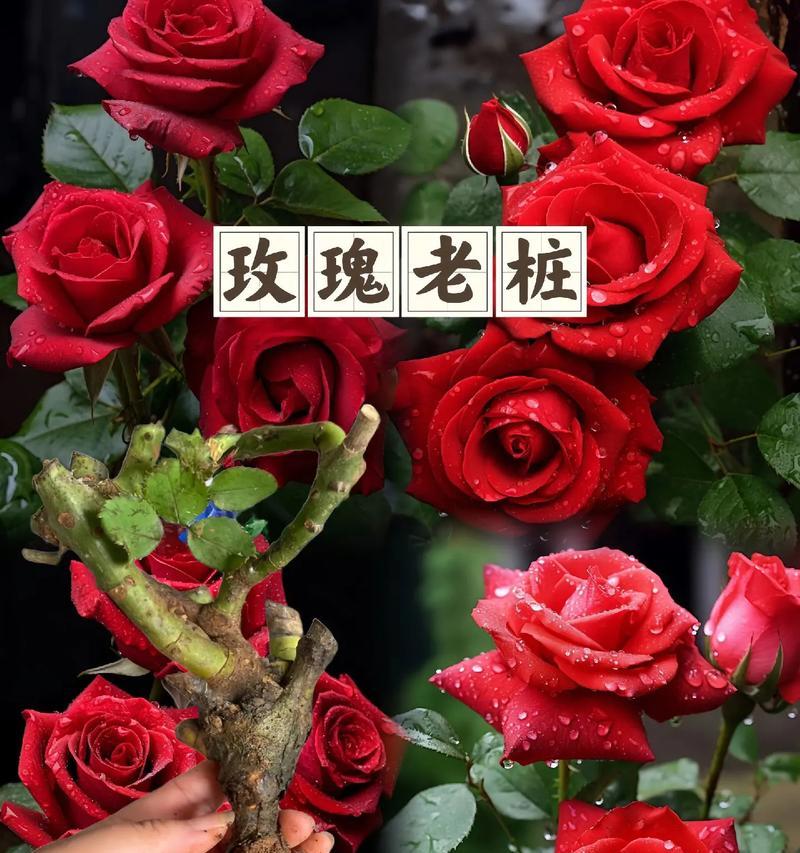玫瑰花的季节性开花习性及养护策略