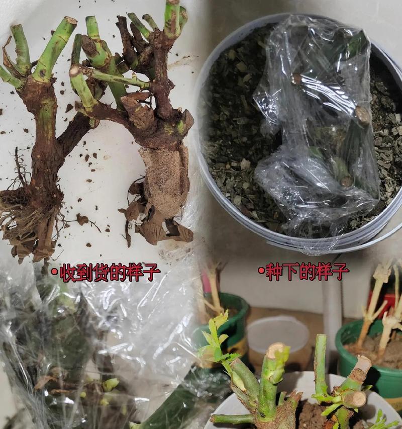 土养玫瑰花的正确养护技巧有哪些？怎样才能养得更好？