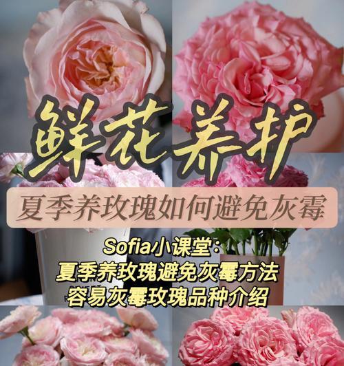 拔掉的玫瑰花如何进行养护？