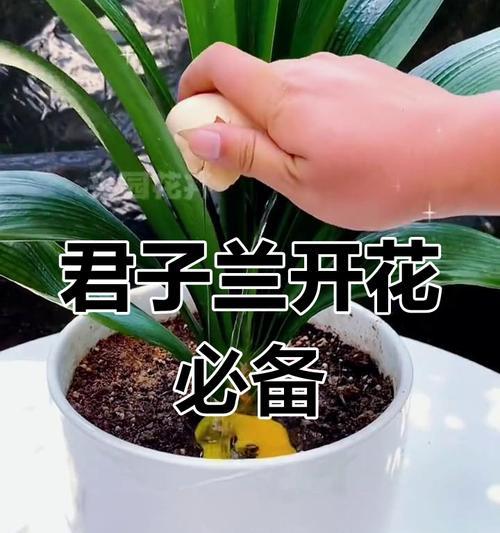 君子兰开花的秘诀：掌握这些关键步骤和技巧