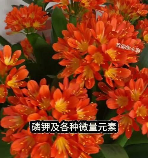 君子兰开花的秘诀：掌握这些关键步骤和技巧