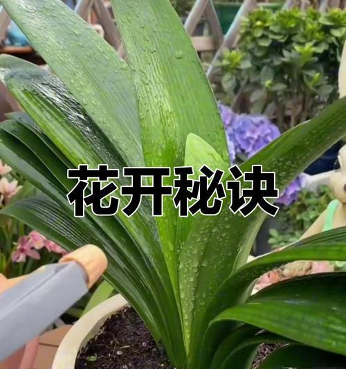 君子兰开花的秘诀：掌握这些关键步骤和技巧
