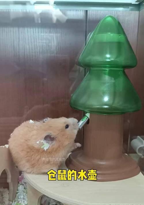 仙人掌仓鼠水壶的养殖方法详解