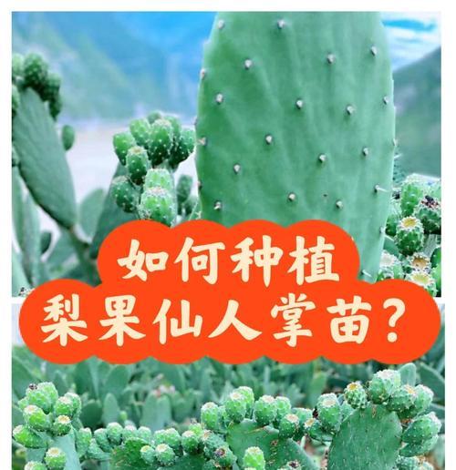 在土地上种植仙人掌的正确方法