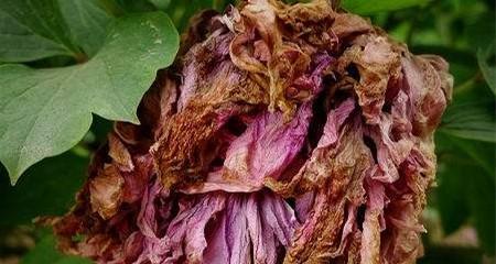 双凤牡丹花修剪技巧是什么？