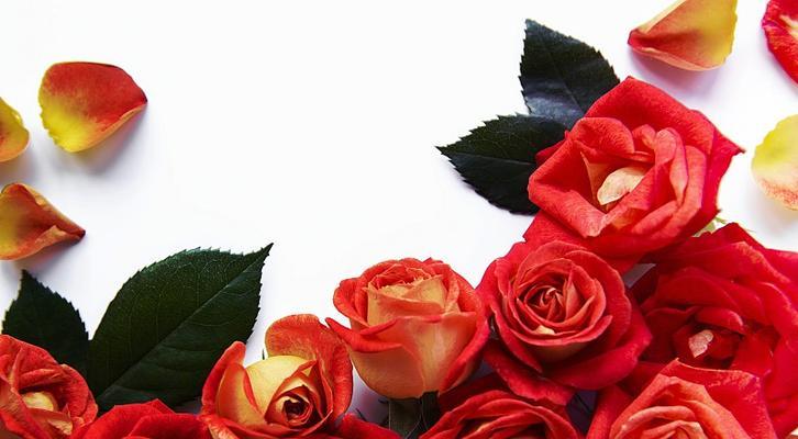 红色泰国玫瑰花与哪种颜色叶子搭配最佳？