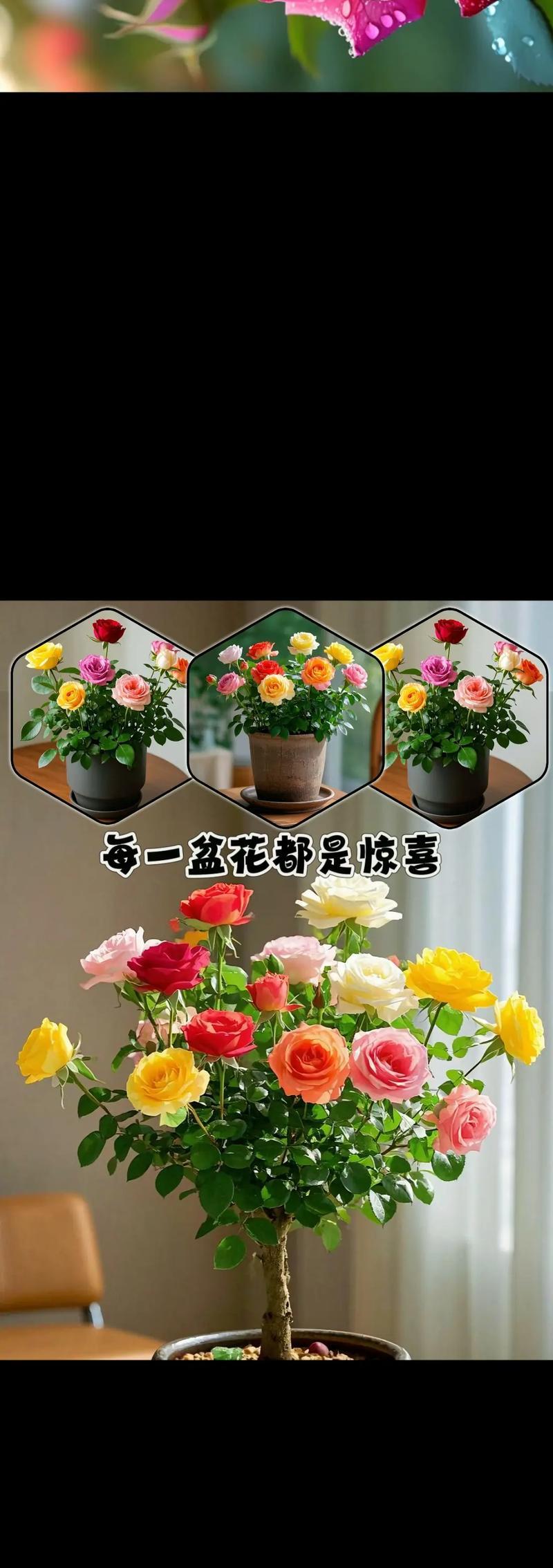 如何培育花骨朵成为美丽的玫瑰花？