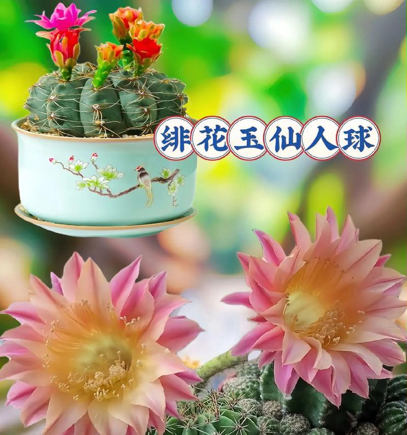 仙人球开花需要哪些条件？