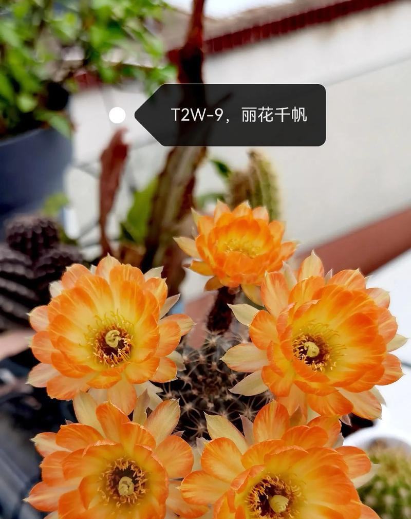 丽花福袋仙人球的养殖难度及养护技巧是什么？