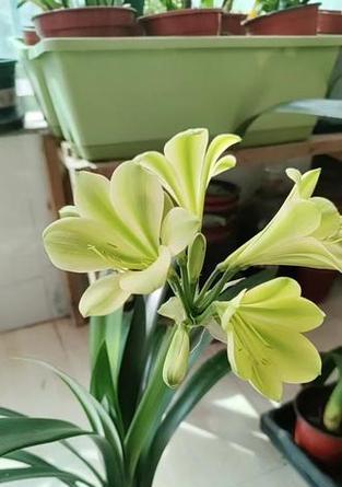 君子兰带花苞绿花的养护技巧是什么？