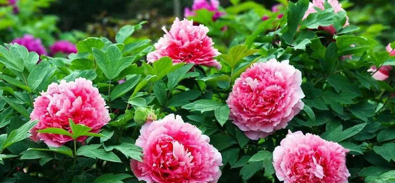 牡丹花多花量如何养护？