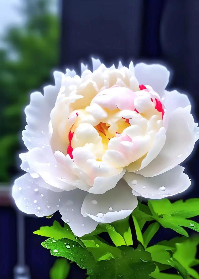 牡丹花多花量如何养护？