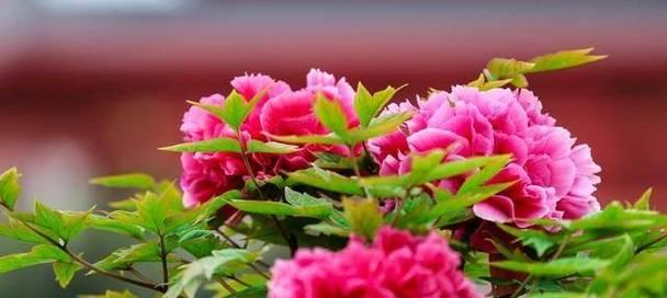 牡丹花多花量如何养护？
