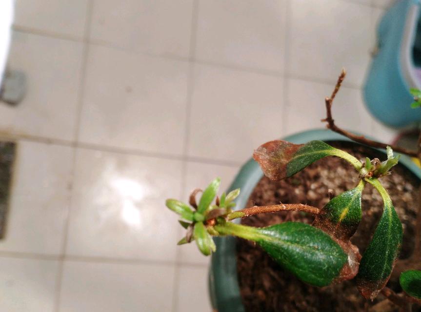牡丹花新芽茶的养护管理技巧是什么？